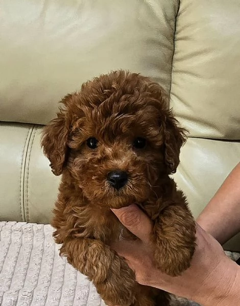 Barboncini Toy Rossi