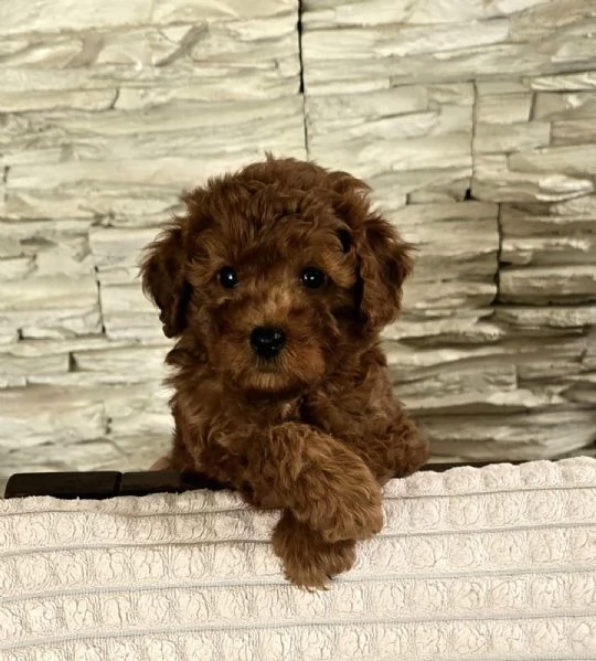 Barboncini Toy Rossi | Foto 6