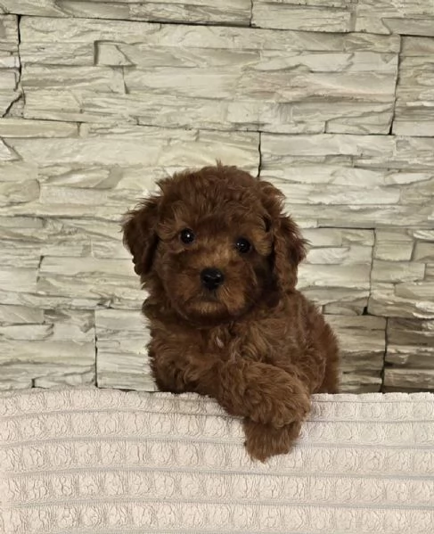 Barboncini Toy Rossi | Foto 5