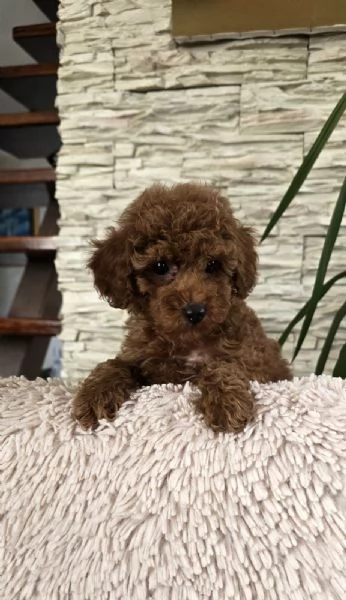 Barboncini Toy Rossi | Foto 3