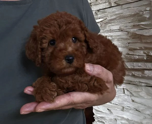 Barboncini Toy Rossi | Foto 1