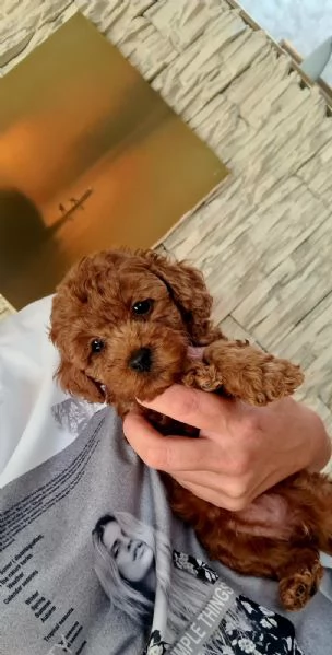 Barboncini Toy Rossi | Foto 0