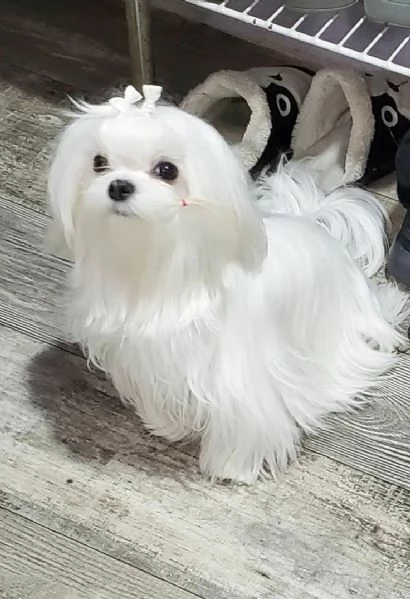 Cuccioli di maltese toy  | Foto 0
