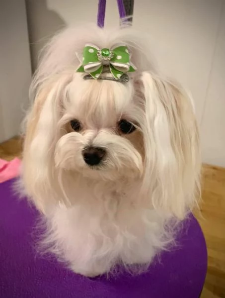 Cuccioli di maltese toy  | Foto 0