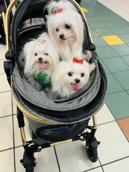 Cuccioli di maltese toy  | Foto 0