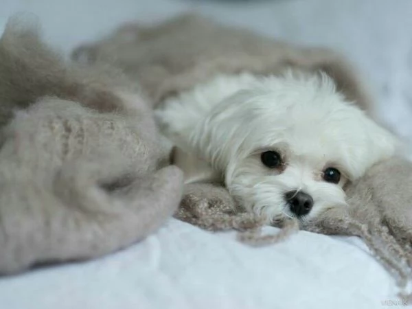 Cuccioli di maltese toy  | Foto 0