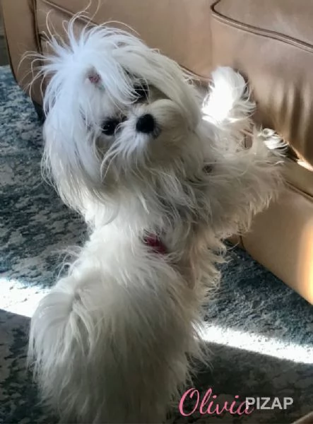 Cuccioli di maltese toy 