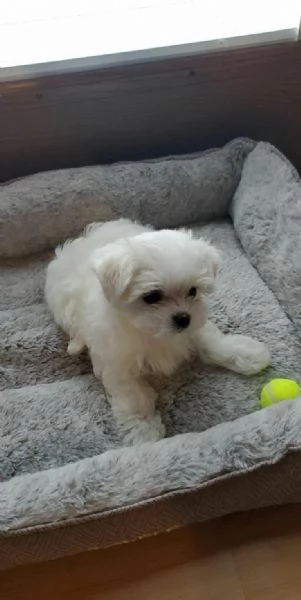 Cuccioli di maltese toy  | Foto 0