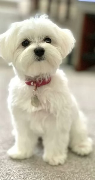 Cuccioli di maltese toy 