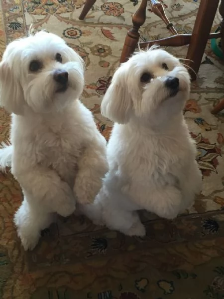 Cuccioli di maltese toy  | Foto 0