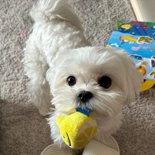Cuccioli di maltese toy  | Foto 0