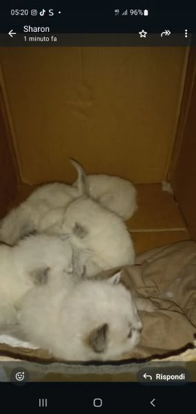 Gatti Razza Himalayana 