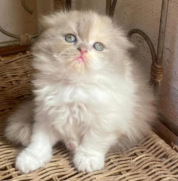 Gattini Scottish fold e straight 