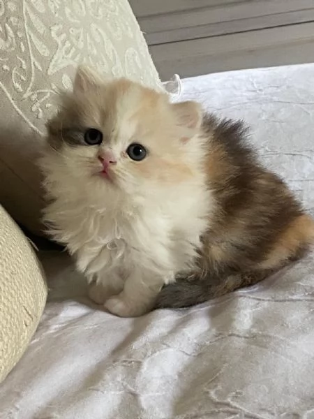 Gattini Scottish fold e straight  | Foto 1