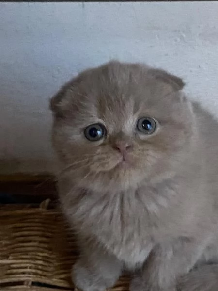 Gattini Scottish fold e straight  | Foto 0