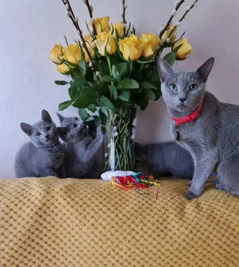 Stupendo Blu di Russia gatti