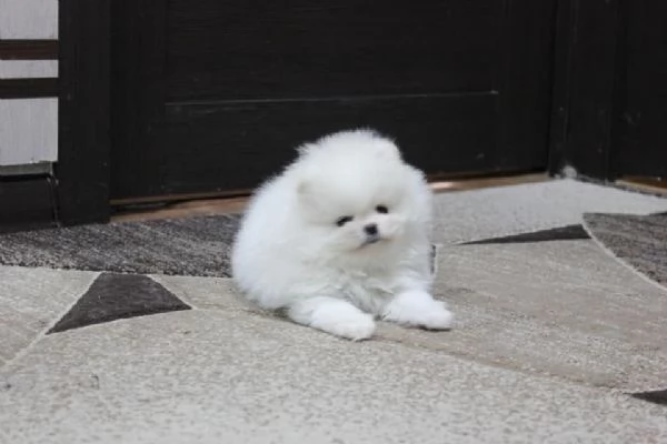 Cuccioli della Pomerania