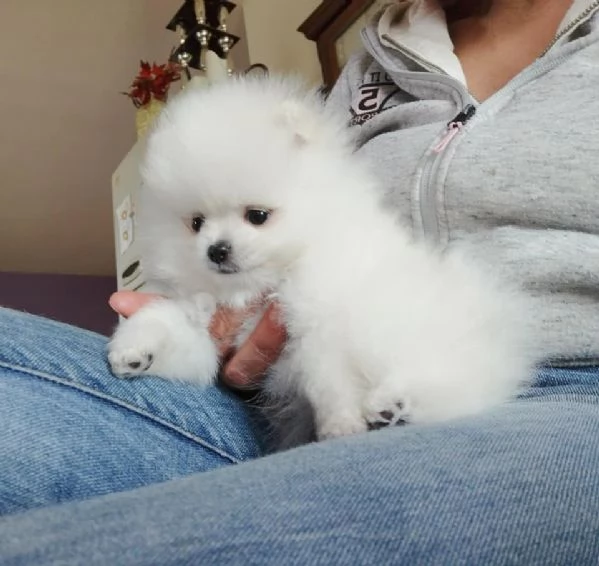 Cuccioli della Pomerania | Foto 0
