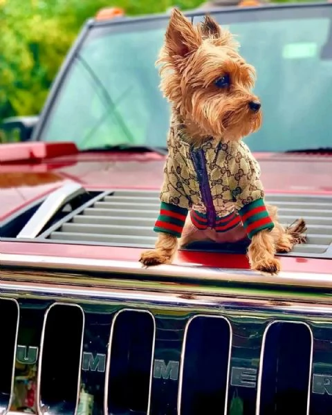 Adorabili cuccioli di Yorkshire terrier disponibili per la vendita | Foto 1