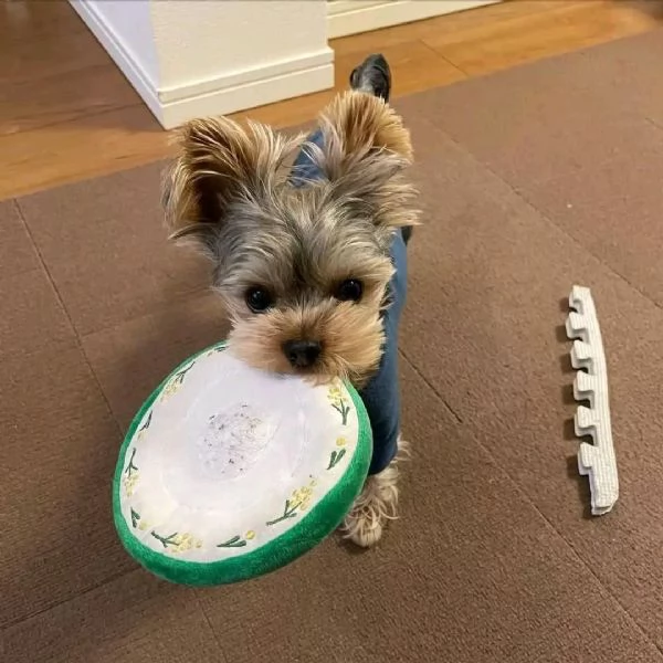 Adorabili cuccioli di Yorkshire terrier disponibili per la vendita | Foto 1