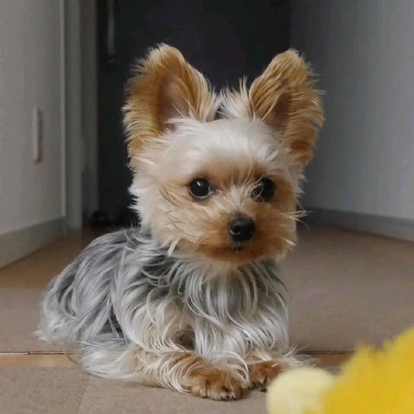 Adorabili cuccioli di Yorkshire terrier disponibili per la vendita | Foto 3