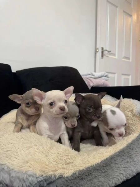 cuccioli di Chihuahua di razza pura in cerca di adozione