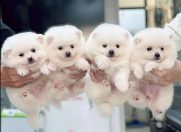 Cuccioli di Pomerania in cerca di adozione