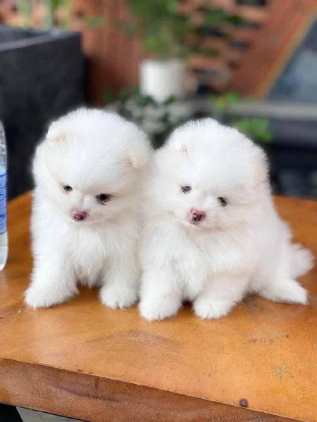 Cuccioli di Pomerania in cerca di adozione | Foto 0