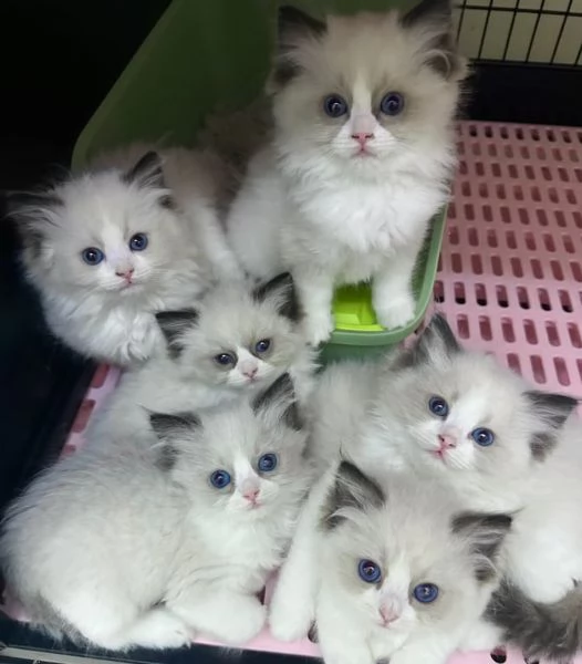 gattini ragdoll in cerca di adozione