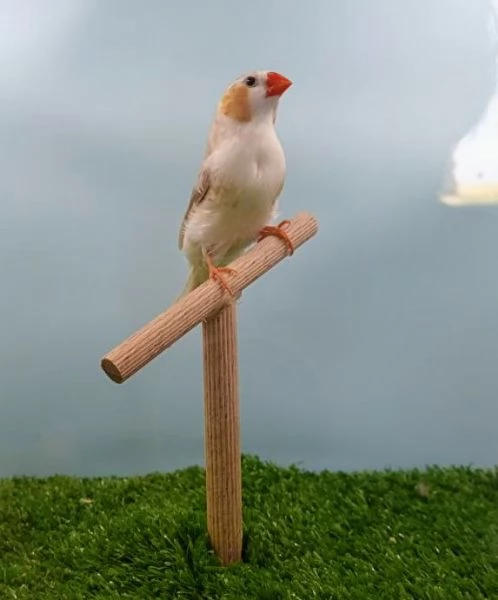 Diamanti mandarini - allevati con passione 