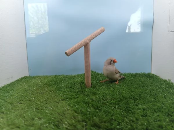 Diamanti mandarini - allevati con passione  | Foto 6