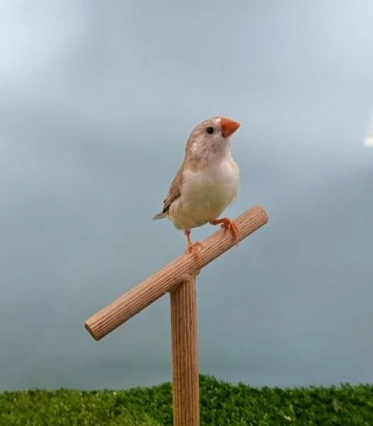 Diamanti mandarini - allevati con passione  | Foto 3