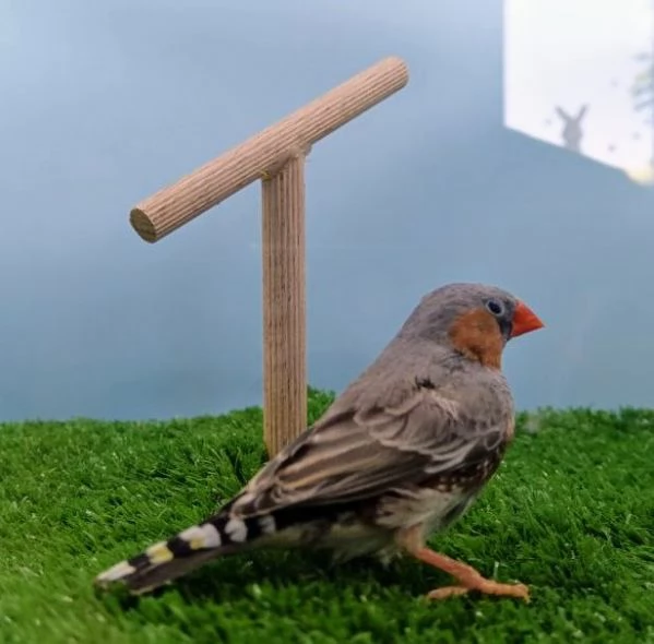 Diamanti mandarini - allevati con passione  | Foto 2