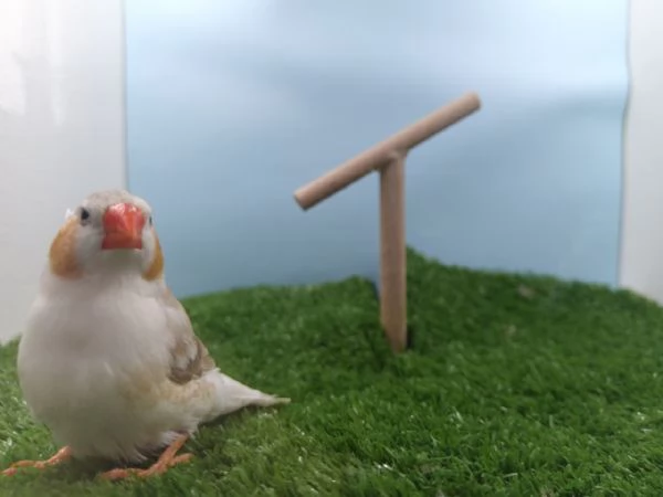 Diamanti mandarini - allevati con passione  | Foto 1