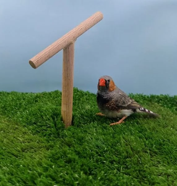 Diamanti mandarini - allevati con passione  | Foto 0