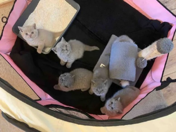 gattini British Shorthair