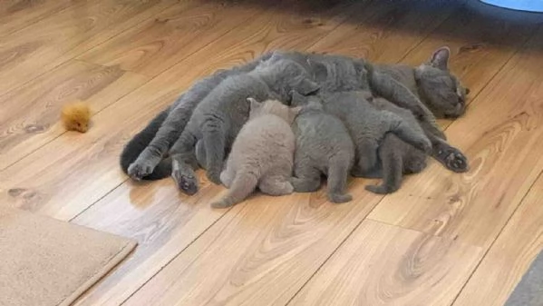 gattini British Shorthair | Foto 1