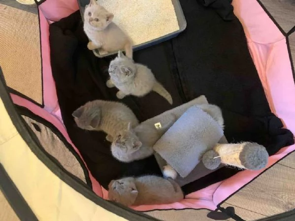 gattini British Shorthair | Foto 0