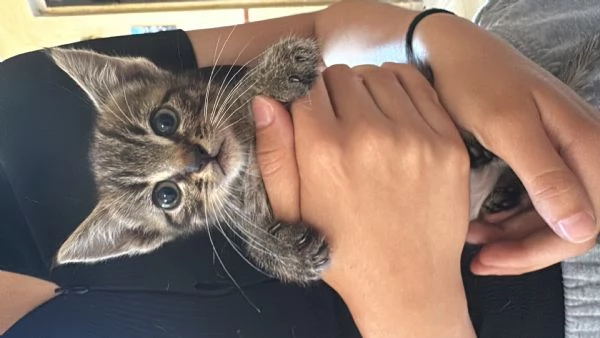 STICH CERCA CASA | Foto 3