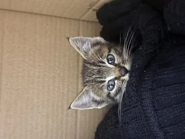 STICH CERCA CASA | Foto 1