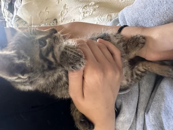 STICH CERCA CASA | Foto 0