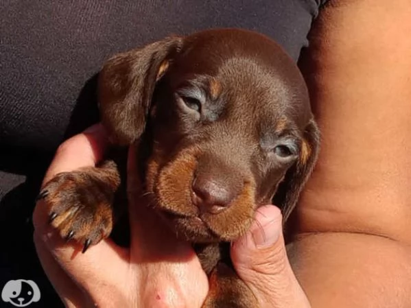Bellissimi Cuccioli di Bassotto | Foto 3