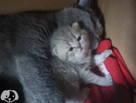 Gatti British Shorthair | Foto 4