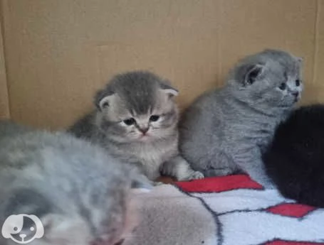 Gatti British Shorthair | Foto 1