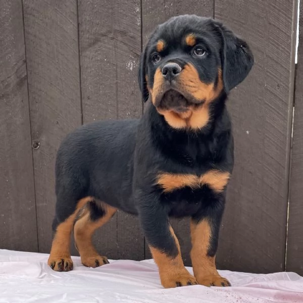 Cuccioli di Rottweiler | Foto 0