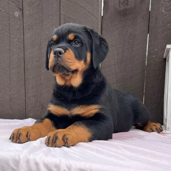 Cuccioli di Rottweiler