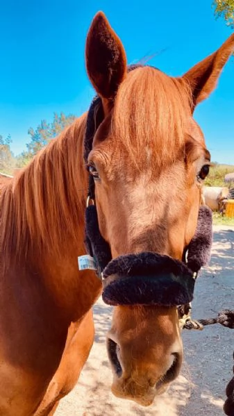 Cavallo Affidabile per Passeggiate, Lavoro o Competizioni | Foto 2