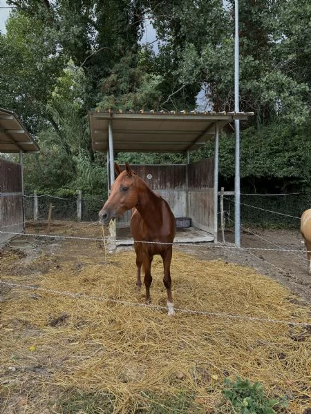 Cavallo Affidabile per Passeggiate, Lavoro o Competizioni | Foto 1