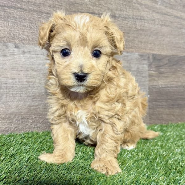  Cuccioli di Maltipoo