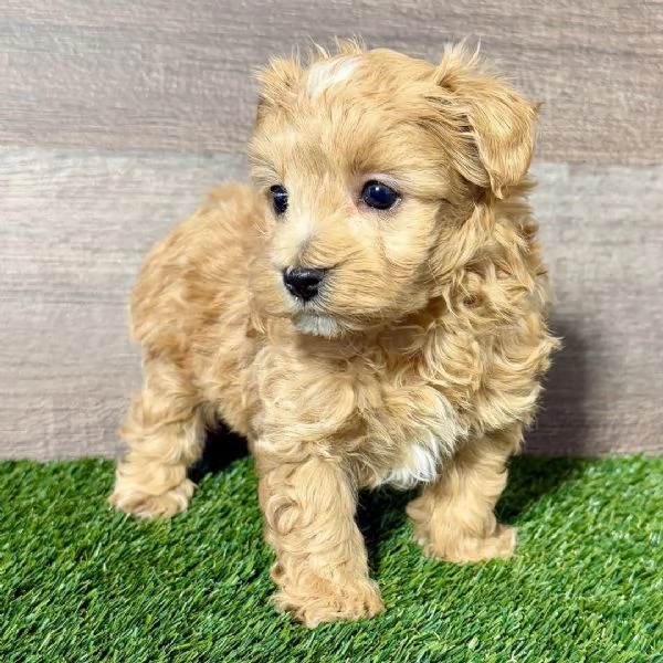  Cuccioli di Maltipoo | Foto 0